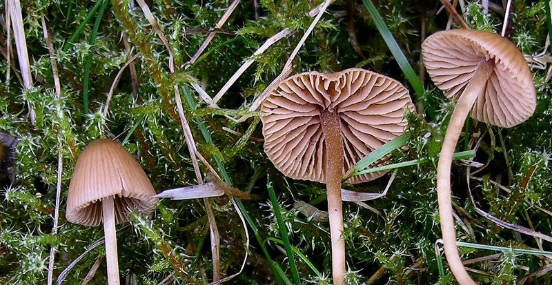 Galerina da determinare n9.